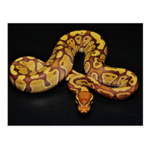 Brown and Gold Ball Python Postcard