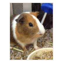 Brown and white guinnie pig postcard
