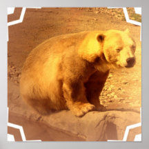 Brown Bear Cub Poster Print