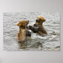 Brown bear cubs playing in water print