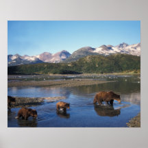 Brown bear, grizzly bear, sow and cubs in posters
