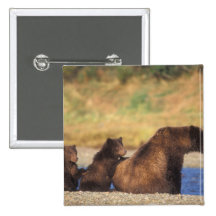 Brown bear, grizzly bear, sow with cubs, pinback buttons