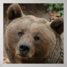 Brown Bear Print