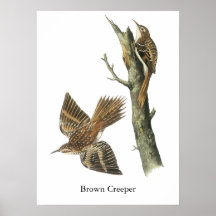 Brown Creeper, John Audubon Posters