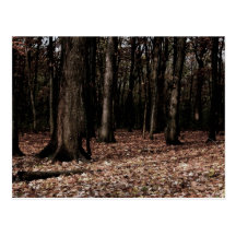 Brown Forest Postcards