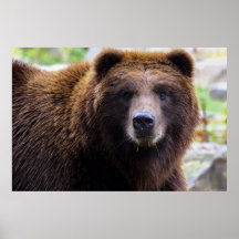 Brown Grizzly Bear Print