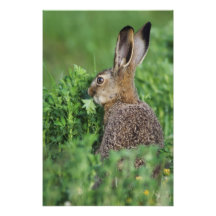Brown Hare, Lepus europaeus, young eating, Photo