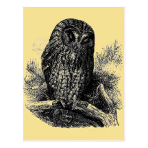 Brown Owl Sleeping Post Cards