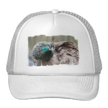 Brown Peacock  Baseball Hat