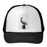Brown pelican mesh hats