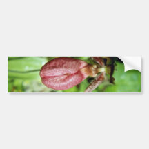 Brown Pink Lady's Slipper (Cypripedium Acaule) flo Bumper Sticker