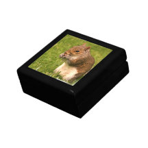 Brown Squirrel  Gift Box