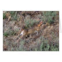Buck on the Run! Greeting Cards