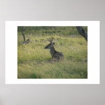 Buck. Posters