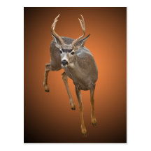 BUCK STOPS HERE POSTCARD