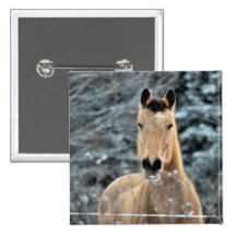 Buckskin Horse Winter Pinback Buttons