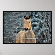 Buckskin Horse Winter Posters