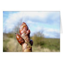 bud of a horse chest nut cards