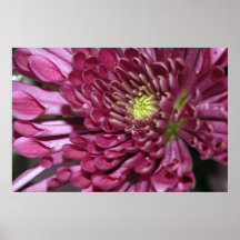 Budding Chrysanthemum Posters