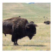 Buffalo Hunts Invitations
