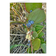 Bull Briar (Smilax rotundifolia) & Berries Vine Cards