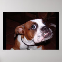 Bull Dog Print