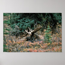 Bull moose rests in vegetation posters