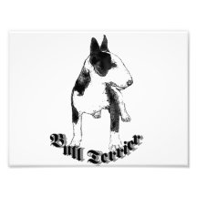 Bull Terrier dog Photographic Print