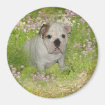 Bulldog Magnet