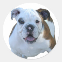 Bulldog puppy stickers