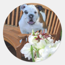 Bulldog puppy stickers