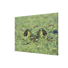 Bullfrog, Rana catesbeiana, adult in duckweed Canvas Print