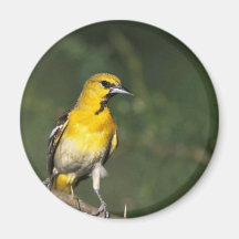 Bullock's Oriole Refrigerator Magnet