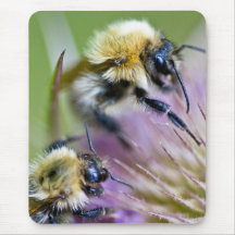 Bumble Bee On Wild Flower Mouse Pad