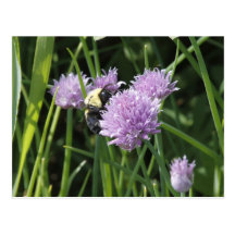 Bumble Bee Post Card