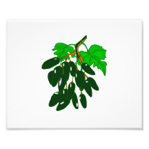 Bunch of peppers green photograph