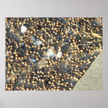Bunchacorn Posters