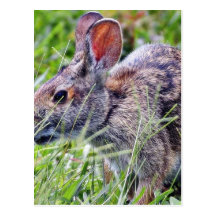 Bunny Bunnies Rabbits Postcards
