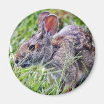 Bunny Bunnies Rabbits Refrigerator Magnets