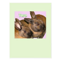 Bunny Bunnies Two Bunnies Postcards