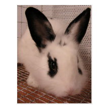Bunny Post Card