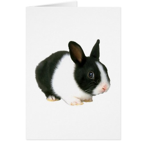 Bunny Rabbit Black & White Greeting Cards
