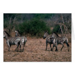 Burchell's Zebra - Small Herd Running Greeting Card