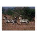 Burchell's Zebra - Small Herd Running Greeting Card