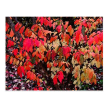 Burning Bush Abstract Postcards