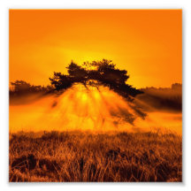 Burning Bush Photo