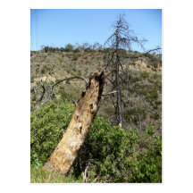 Burnt Trees At Griffith Park Postcards