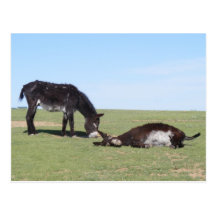 Burros Love Post Cards