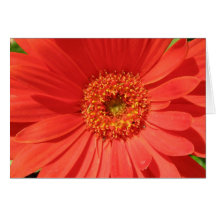 Burst of Colour Greeting Cards