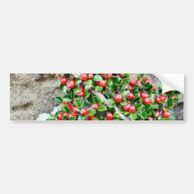 Bush Branch With Red Berries Bumper Sticker